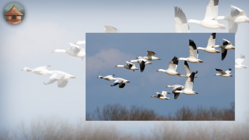 Kusheshwar Asthan Bird Sanctuary